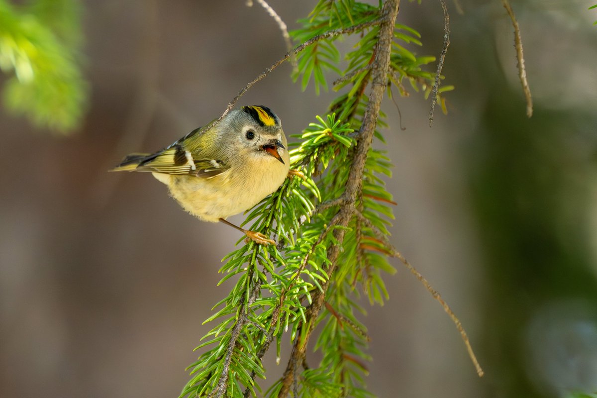 キクイタダキ撮影。 #キクイタダキ #可愛い #日本一小さな鳥 #北海道３大かわいい動物 #キクちゃん