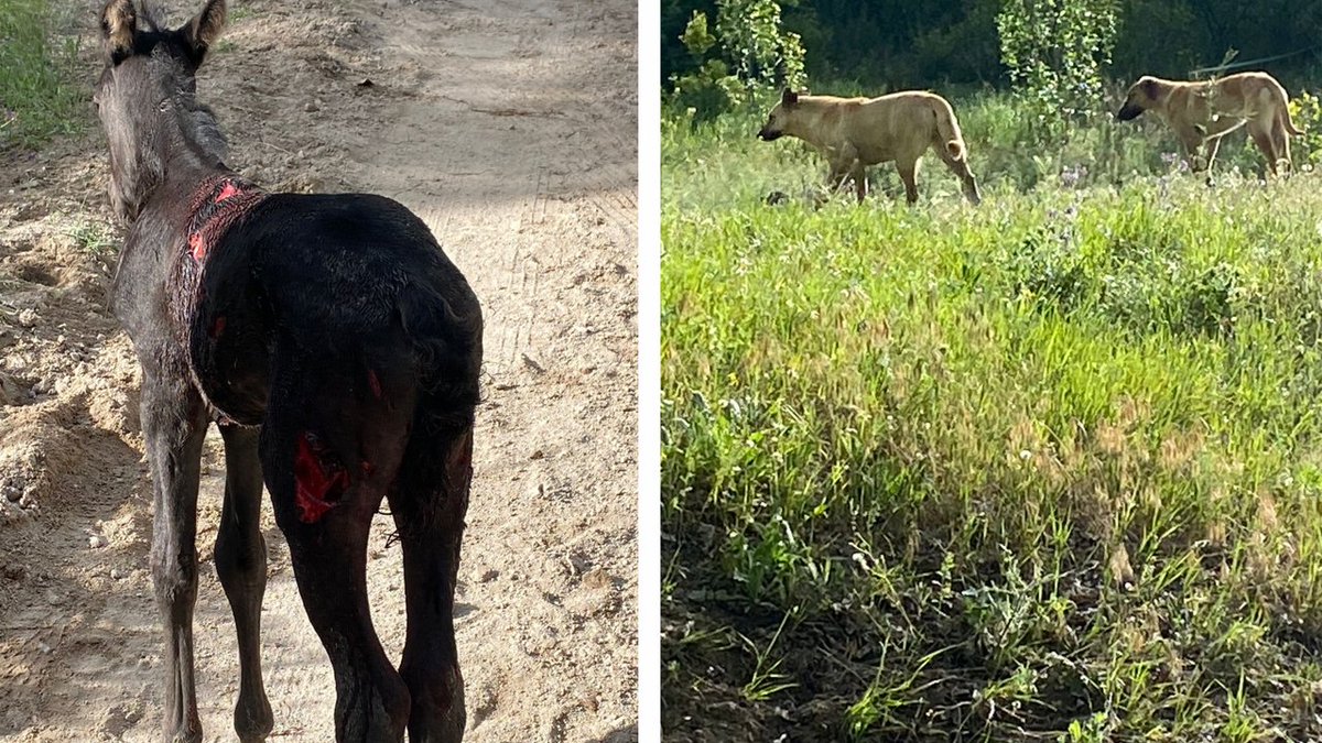 Nevşehir’in merkez ilçeye bağlı Göreme beldesindeki Zemi Vadisi girişinde Yaşar Köse’ye ait at çiftliğine sürü halinde giren başıboş köpekler, çiftlikteki taya saldırdı.

Tayda ciddi yaralanmaya sebep olan başıboş köpekler, olayı haber alan çiftlik çalışanları tarafından…