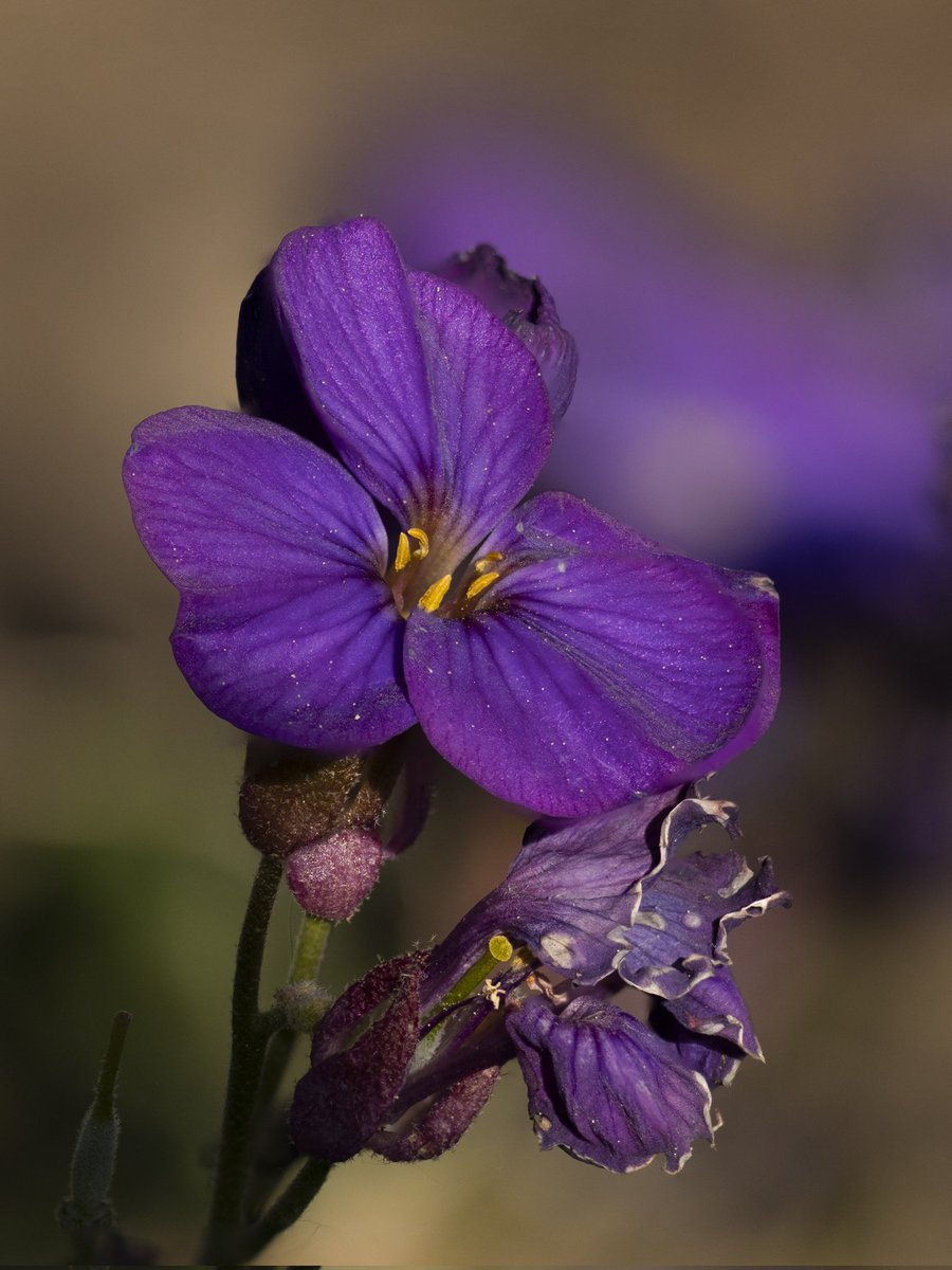Love purple #Togtweeter #ThePhotoHour #snapyourworld #flowers #plants #flowerphotography #NaturePhotography #nature