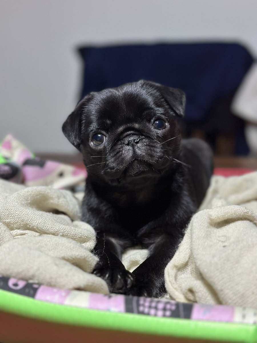 antozoso's tweet photo. Nunca más cuido un perrito que no sea mío mañana se va morcilla y estoy destruida emocionalmente posiblemente no lo supere https://t.co/0QtckLxoNL