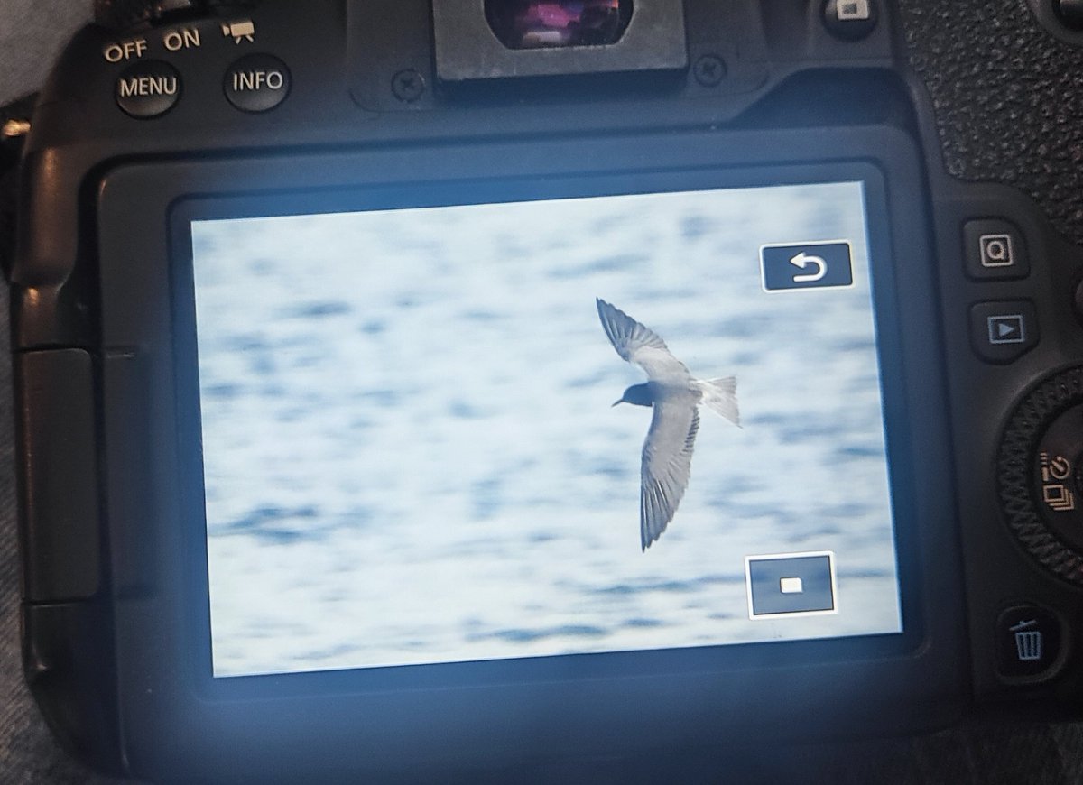 Very pleasing find today at @E17Wetlands Popped out between rehearsals and a show in the hope of finding Black Tern and I did! 9 on Lockwood Reservoir, which were present until late this evening! @HarringayBirder @garethm_h @PeterDH_Birder #londonbirds