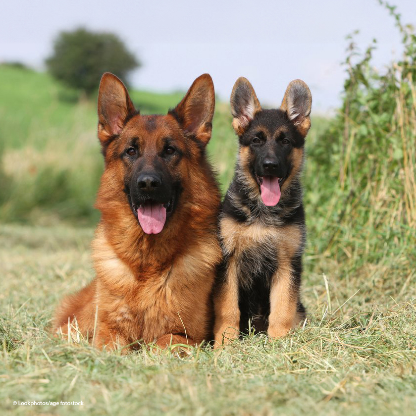 Zo lief! 🥰 Er zijn veel Duitse hondenrassen, heb jij een Duitse hond of een hond die graag met je mee naar #DuitslandDichtbij gaat? Wij willen graag een foto zien! 🐕