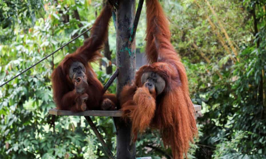 Malaysia plans to give orangutans as gifts to countries that buy palm oil. Orangutan diplomacy’ strategy aims to ease concern over environmental impact of palm oil production, says minister. What the hell! 😡 amp.theguardian.com/world/article/…