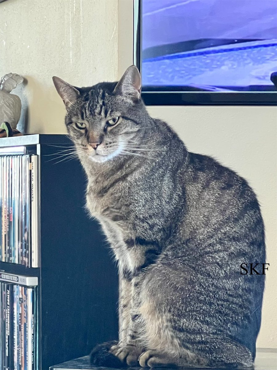 Lone Wolf: The Big Guy finally comes home from having to work on his day off meeting with the State Fire Marshal, and what does he do but stretch out on the couch claiming he’s exhausted instead of Feeding us. Look at my Face Big Guy, We’re Hungry #CatsOfTwitter #FridayFeeling