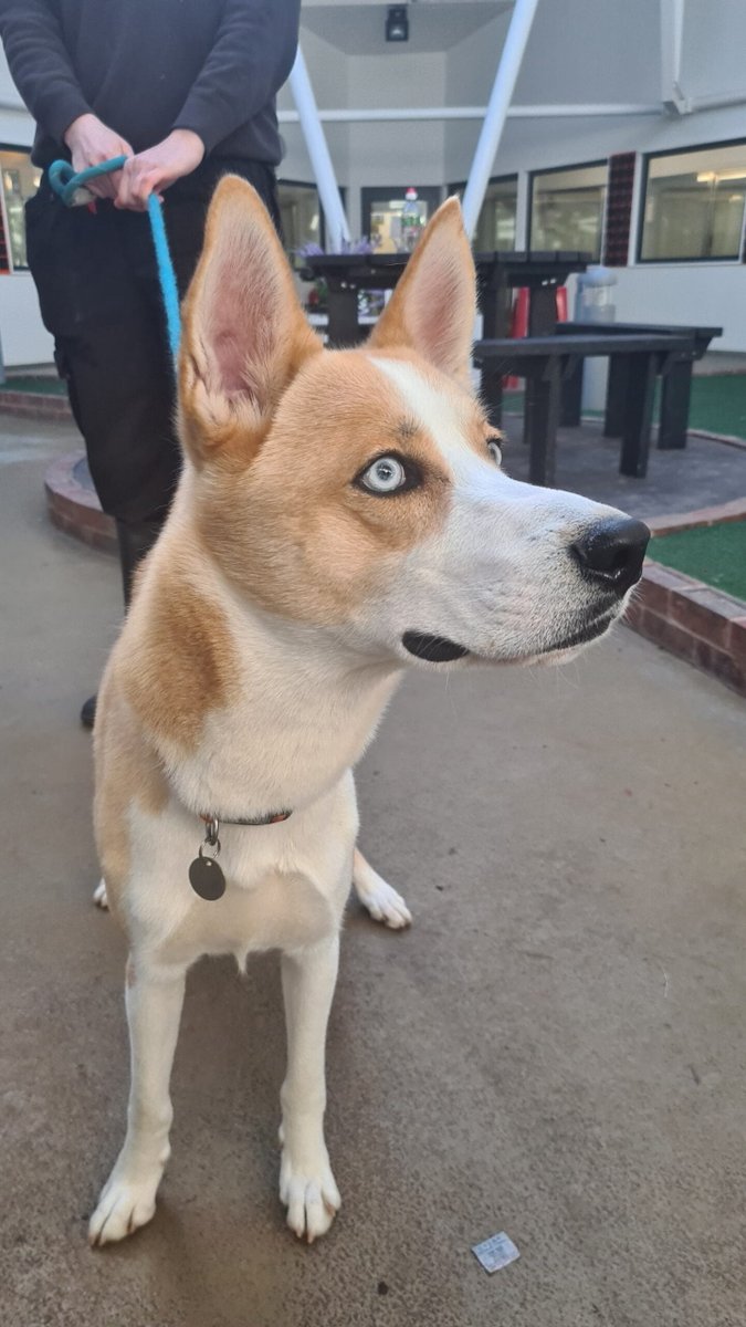 Please retweet to help Rocco find a home #MANCHESTER #UK FOR ADOPTION, REGISTERED BRITISH CHARITY✅ Meet Rocco a 6 month old cross Husky who arrived here as a stray. When Rocco arrived here he was extremely nervous and would not interact with anyone but with some tlc and time he…