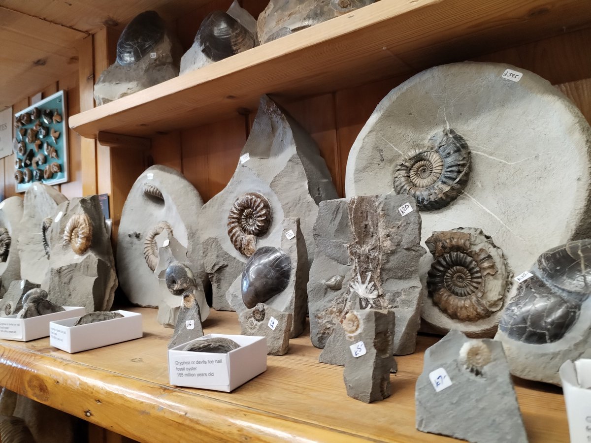 Locally found and prepped fossil shop (Charmouth Fossils)