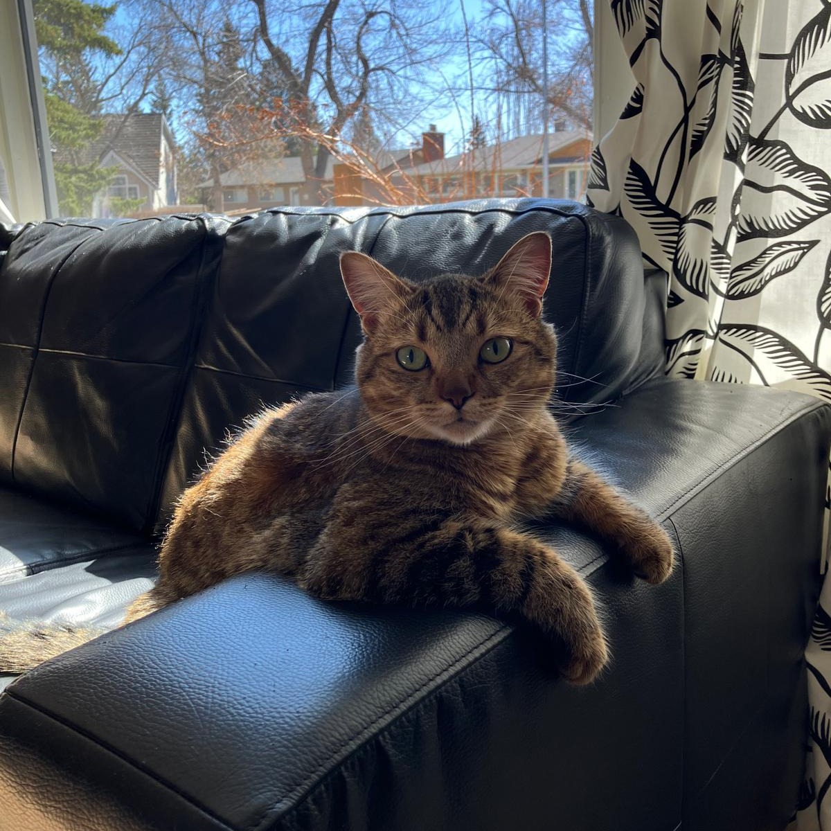 Furbaby Friday!
Let me introduce you to Toki.  One of Calgary-Acadia office team pets!
Now that warm weather has arrived, he has discovered the joy of 'Spidermanning' screen doors.
#yycAcadia #catsofinstagram