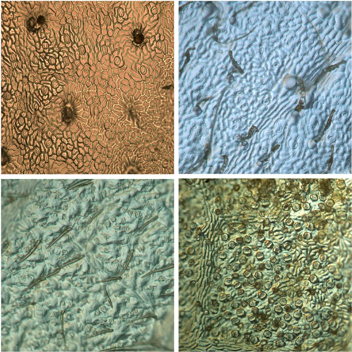 Botanical Society of America (@botanical_) on Twitter photo How and why do species break a developmental trade-off? Elucidating the association of #trichomes & #stomata across species
New #AJB research by <a href="/alecsbaird/">Alec Baird</a>, @camiladmedeiros, Marissa Caringella, <a href="/lawrensack/">Lawren Sack Lab</a>, et al.
doi.org/10.1002/ajb2.1… #botany #plantanatomy <a href="/wileyplantsci/">Wiley Plant Science</a> How and why do species break a developmental trade-off? Elucidating the association of #trichomes & #stomata across species
New #AJB research by <a href="/alecsbaird/">Alec Baird</a>, @camiladmedeiros, Marissa Caringella, <a href="/lawrensack/">Lawren Sack Lab</a>, et al.
doi.org/10.1002/ajb2.1… #botany #plantanatomy <a href="/wileyplantsci/">Wiley Plant Science</a>