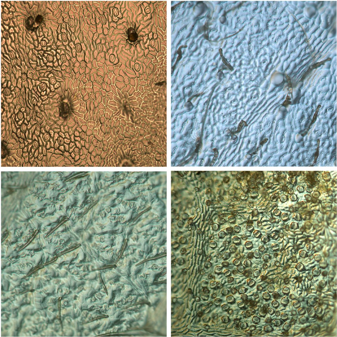 How and why do species break a developmental trade-off? Elucidating the association of #trichomes & #stomata across species New #AJB research by @alecsbaird, @camiladmedeiros, Marissa Caringella, @lawrensack, et al. doi.org/10.1002/ajb2.1… #botany #plantanatomy @wileyplantsci