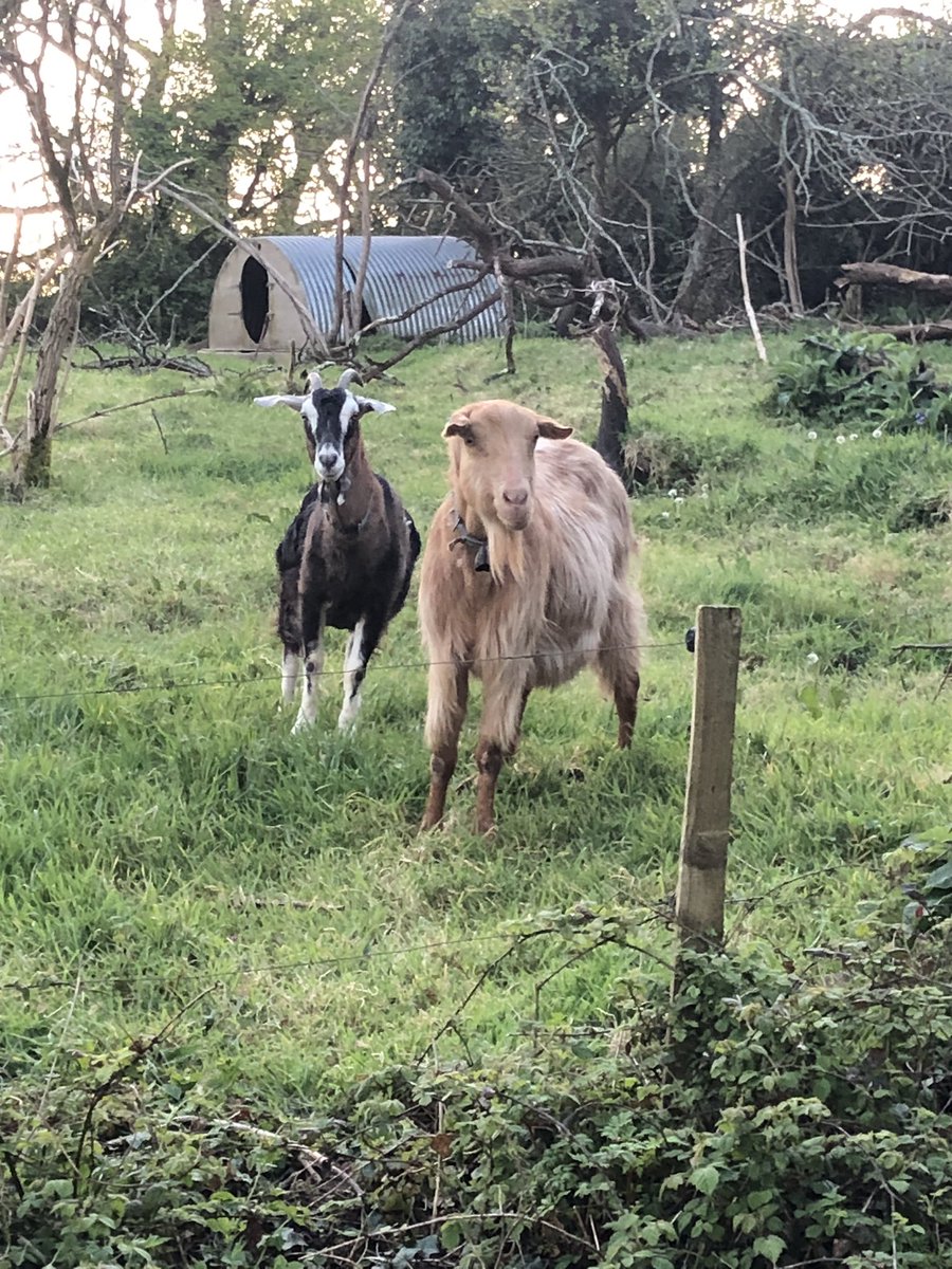 Bramble and Bea wondering if it’s bedtime ❤️ And what they can eat from the front garden on the way through 🤣 #goats #farmholidays #northcornwall #bookdirect