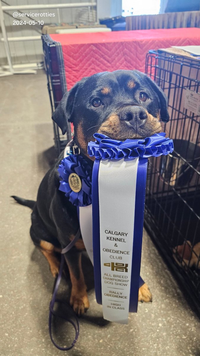 There's no time for a weather report. 
Instead here's a picture of Chesnyy who is doing awesome and won both her Advanced Rally Obedience class and her Excellent class. They weren't big classes but there were a ton of distractions. She did awesome!

#XDogs