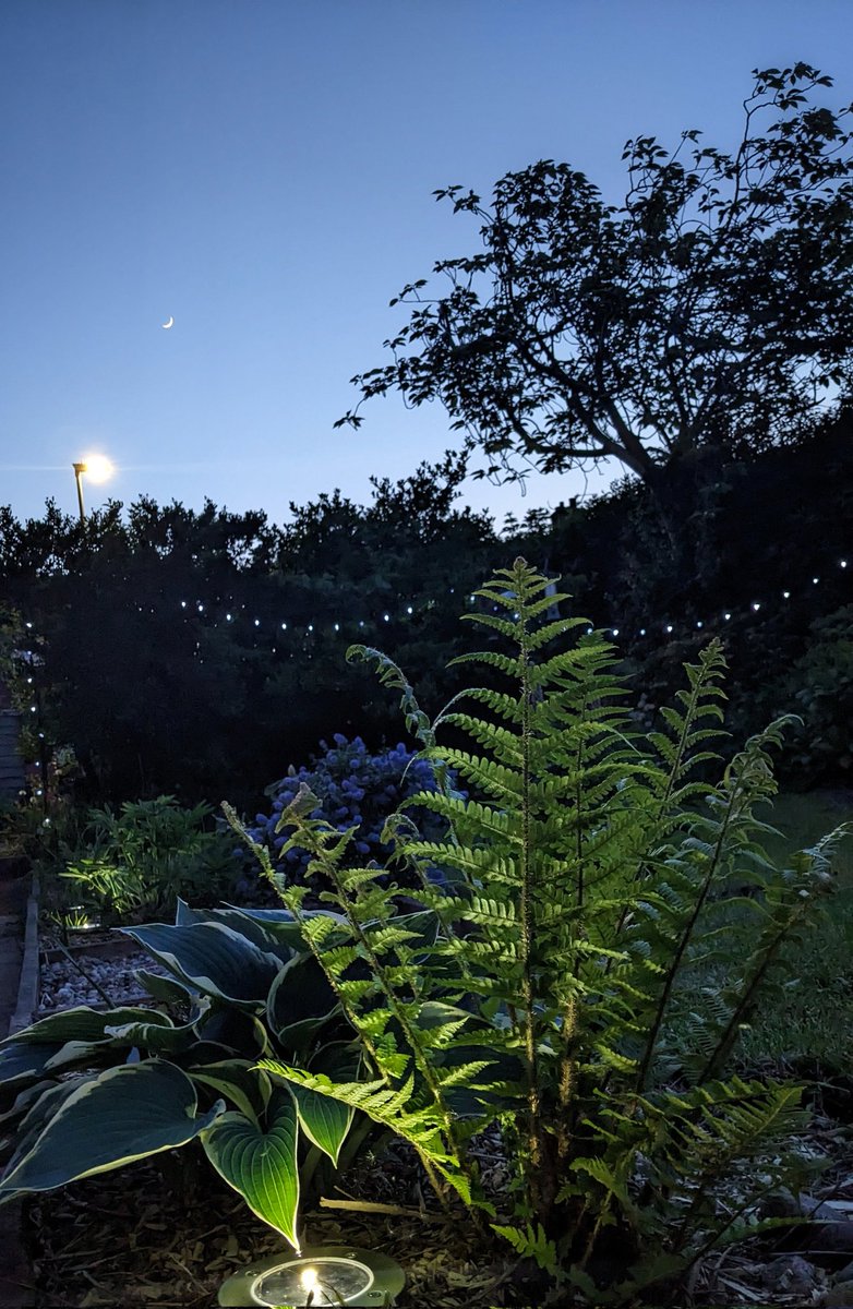 It's such a calm, quiet and clear night. And I've got no alarm in the morning. So, I think I might just sit out with the hedgehogs and enjoy it for a while. #peace #mindful #andrelax