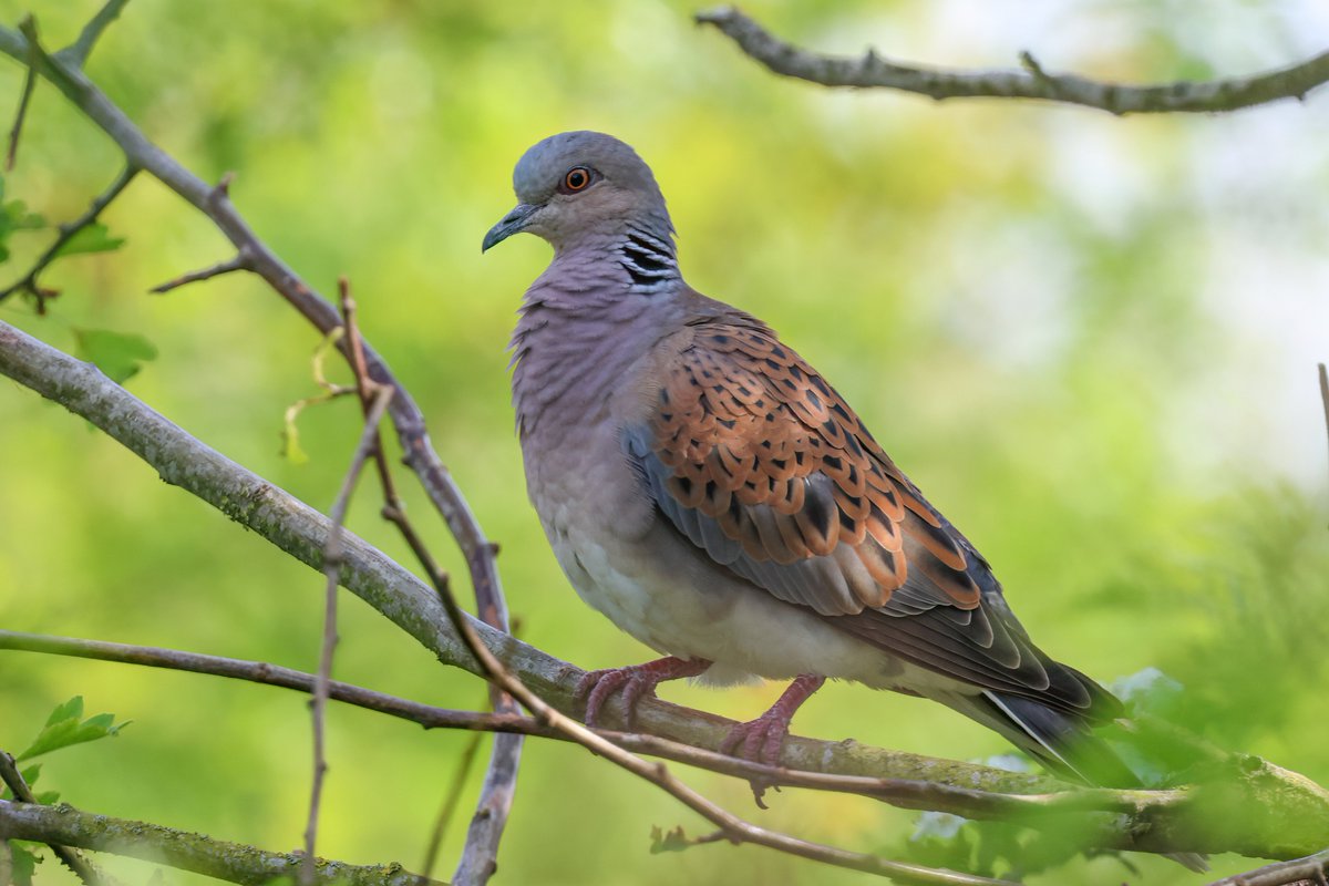 Guiding again today - we enjoyed some fantastic views of Turtle Doves this morning. At one point, we were surrounded by three purring Turtle Doves and a Nightingale singing, with a Cuckoo in the distance. Spring like it used to be sprung.