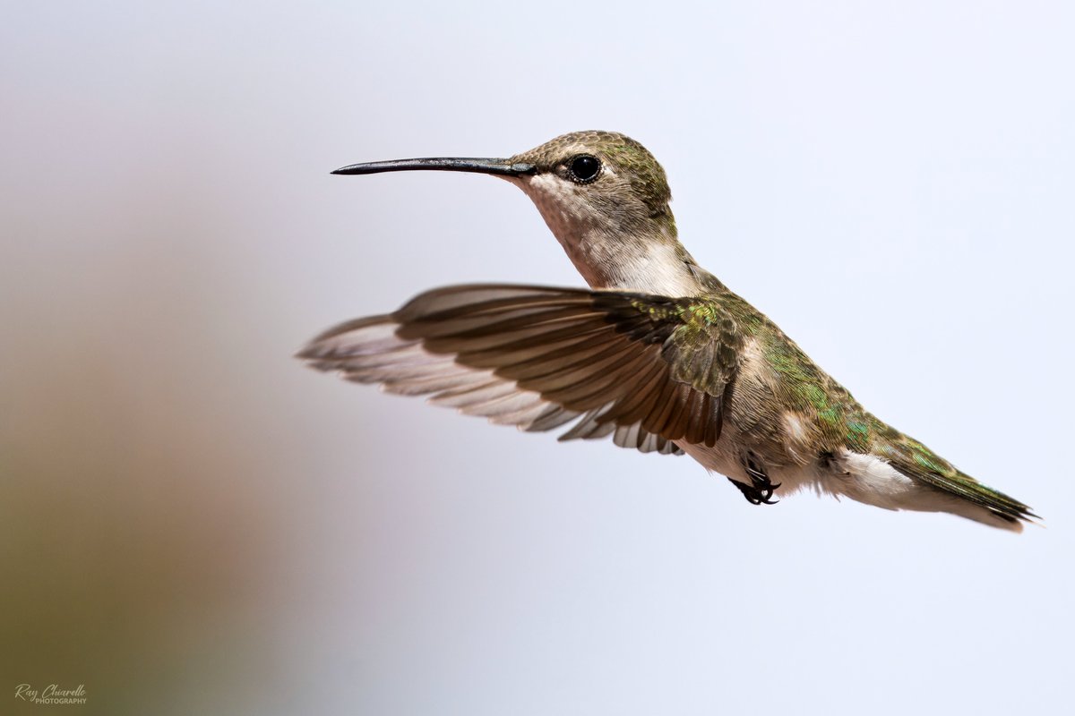 Female black-chinned hummingbird in my yard this morning. #BirdsSeenIn2024 #Birds #Birdwatching #MyBirdPic #Wildlife #Nature #Birding #BirdsOfTwitter #ElPaso #Texas