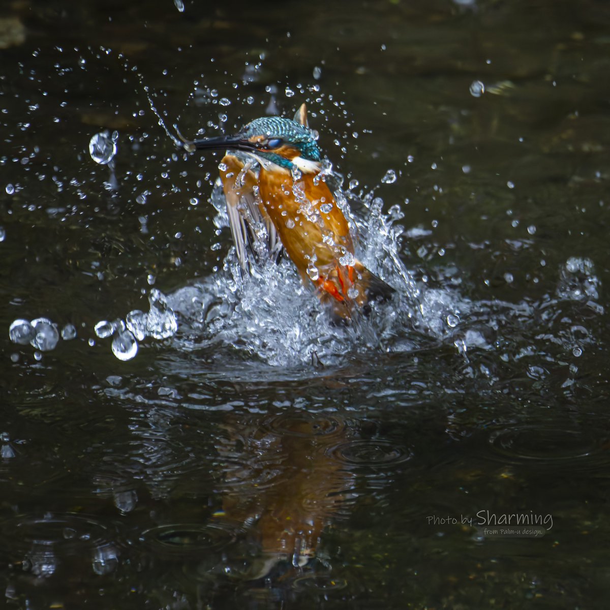 おはようございます！

今日は暑くなるらしいので適度な水分補給を忘れずに！😁

#カワセミ #kingfisher 
#α1 #SEL100400GM 
#SEL20TC #SONY