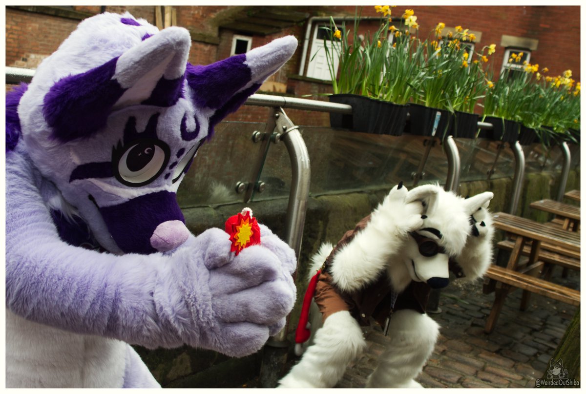 This wasn't a good idea! #furry #FursuitFriday #furryfandom #fursuit 🐺: These wolves are owned by @Lupe_Kord and @OkamiNoYukii 🪡 : Yuki was made by @firedog_fursuit 🧵: Lupe was made by @GoFurItstudios 📍: location @MancFurs 📸: Taken by @WeirdedOutShiba (Ie me)