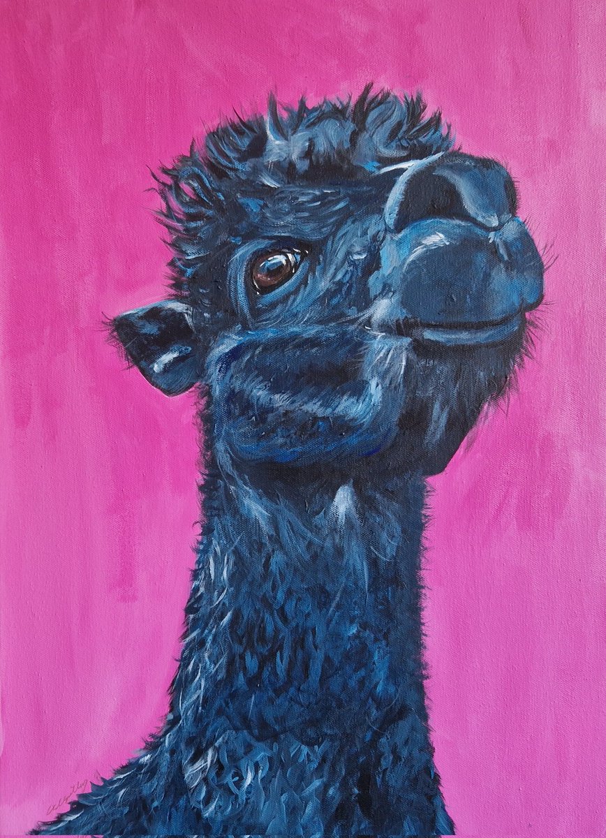 Gordon is complete 😍 I met him at the Ferring Country Centre in West Sussex and fell in love 😍 The painting is going to be displayed at two exhibitions this month 🙂 Cards and prints available soon 🙂 #alpaca #alpacalove #painting #acrylic #alpacasoftiktok #farmanimals
