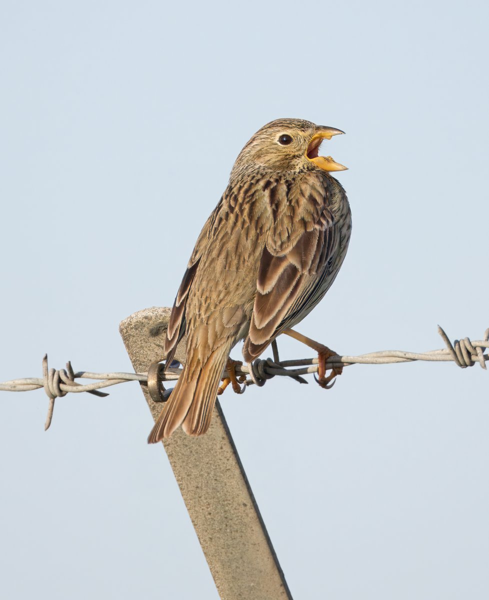 Corn Bunting. Today in Margate.