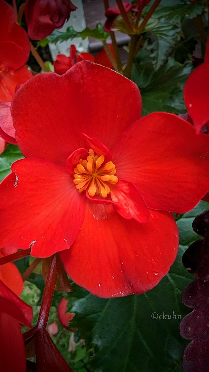 😍❤️🌸 #FlowersOnFriday #FloralFriday #FlowerPhotography #FlowersOfTwitter #Flowers #Begonias #FoliageFriday