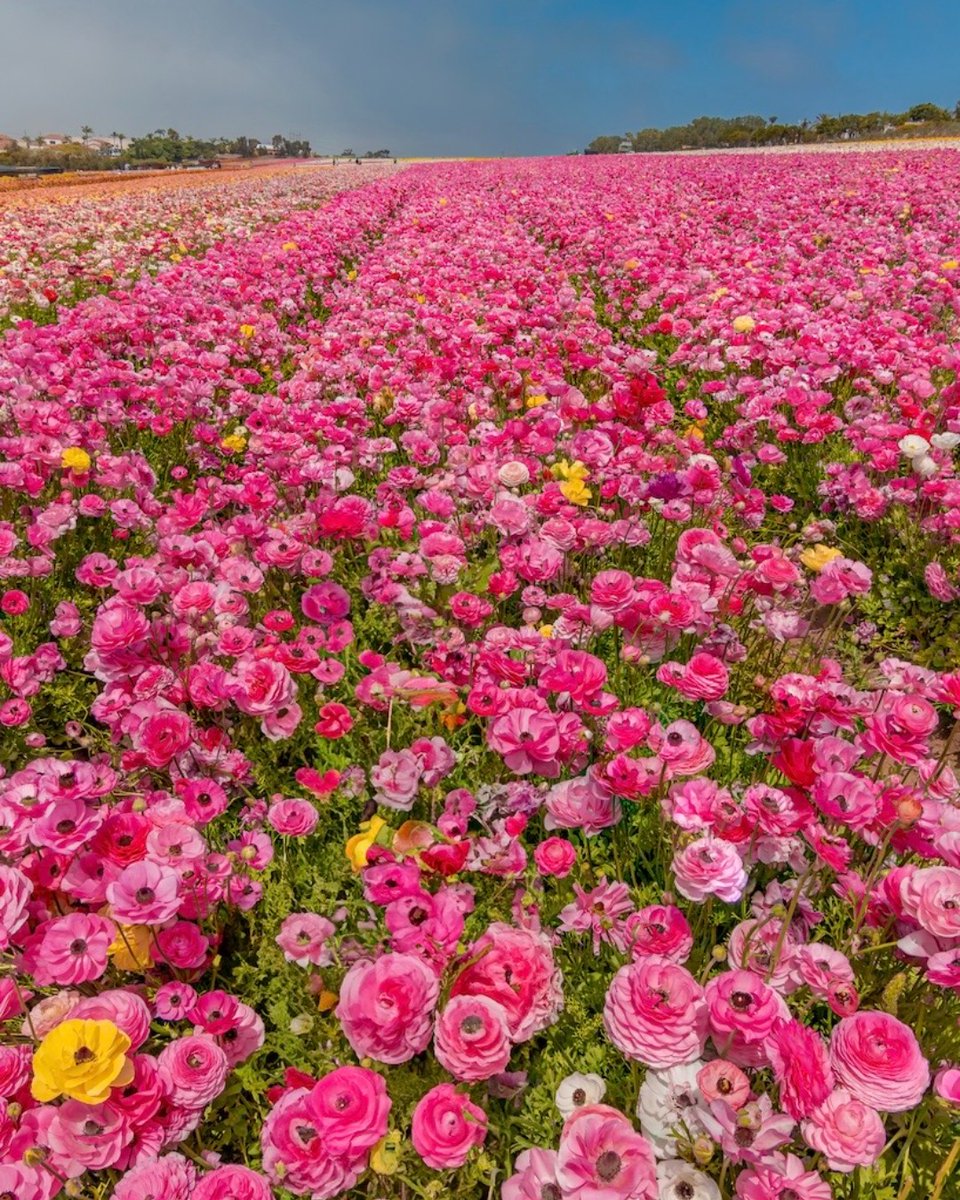 Our LAST weekend is fast approaching so pre-purchase your online tickets today! We hope to see you soon 💮