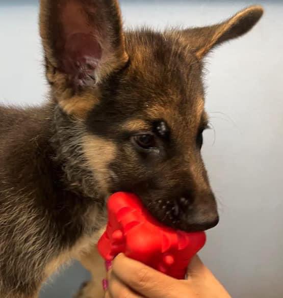 TX, Georgetown “Barney” blind 2 month old GSD puppy (might also be deaf?) Currently at Williamson County Animal Shelter in Georgetown Texas. email: wcras@wilco.org ☎️512 943 3322 #dogsoftwitter #Texas #Austin #GSD #rescuedogs Link below ⬇️