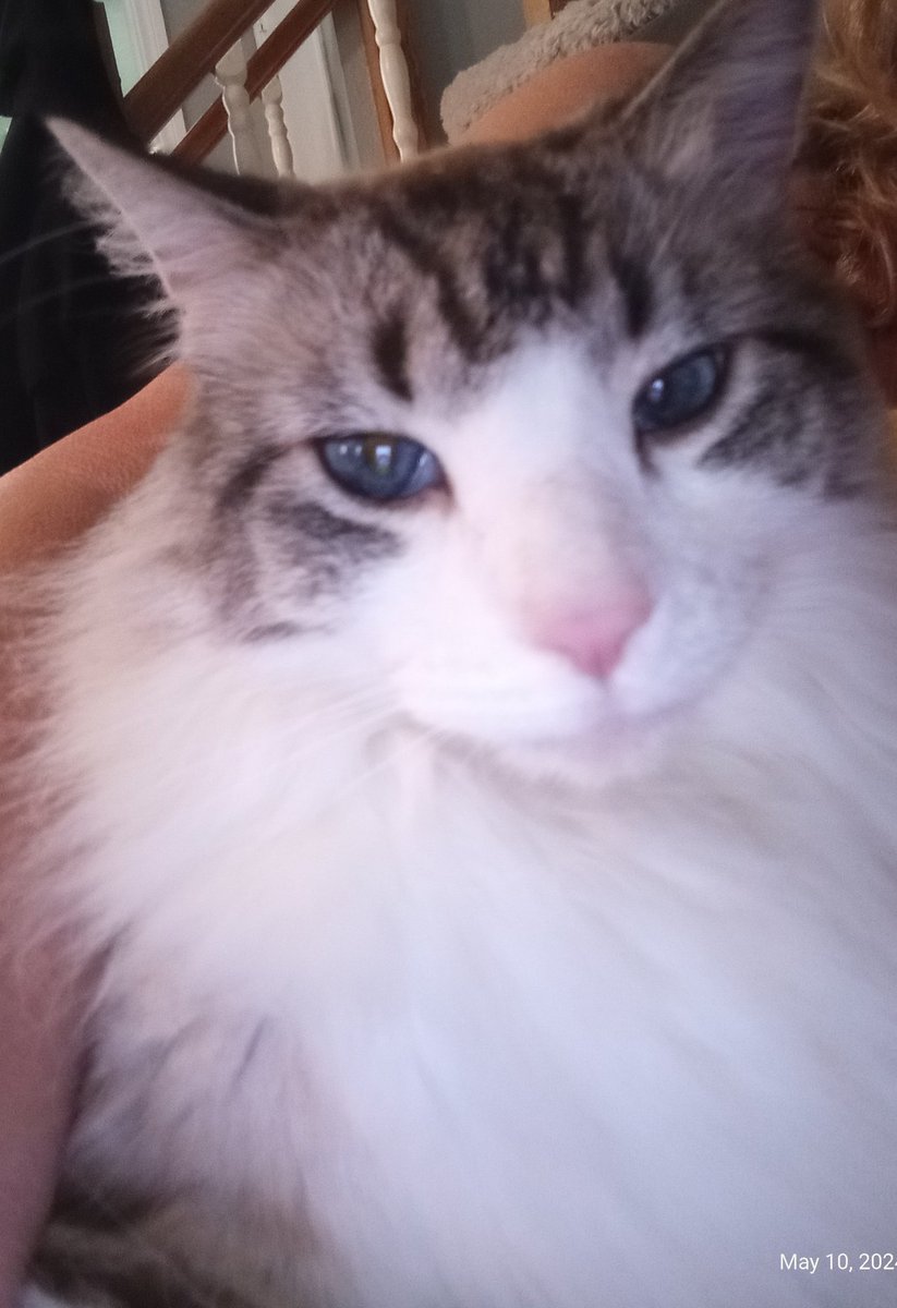 LifeMedFree's tweet photo. Yay it's Friday night.#Paris says it's almost time for OP Live!!!! Dan, what do we got going on tonight??
#OPLive @danabrams @reelz #catsofoplive #Paris https://t.co/DNjMAZ9ZBg