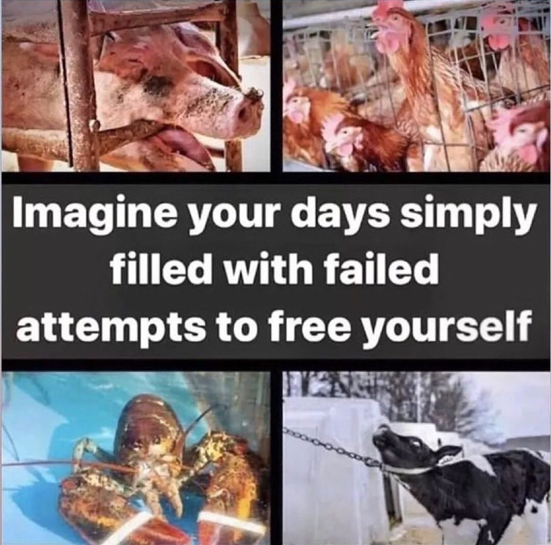 @botanicalvegan There is no right way to use animals, boycott all industries that use them & be vegan.
@RP• @thedyingera RP @wake_up_your_compassion #freedom #freedomconvoy2022 #cheeseboard #icecream #cutebabies #thegreatreset #vegan #love #compassion #earth  #fashion #hypocracy