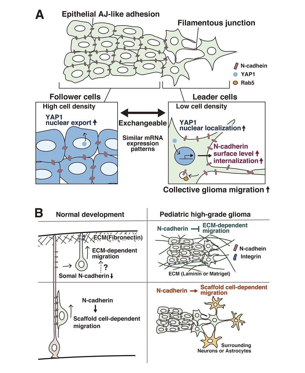 Exchangeable leaders of collectively migrating #glioma abuse N-cadherin trafficking. Takeshi Kawauchi and Shiho Ito @KyotoU_News discuss recent work from Dayoung Kim et al. (hubs.la/Q02w1r430) in Spotlight: hubs.la/Q02w1pZ80