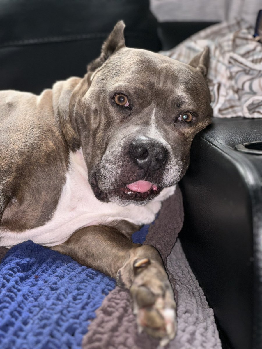 When it’s been 60 degrees and all of a sudden you wake up and it’s 80 degrees 😮‍💨🔥🌭

#FridaysWithFrank #FranksTowingAndRecovery #FranksTowing #Towing #TowTruck #FrankThePitBull #DogsOfInstagram #Dog #TowTruckDog  #WA #SeattleWA #PNW #SmallBusiness #FamilyOwned #TowTalk