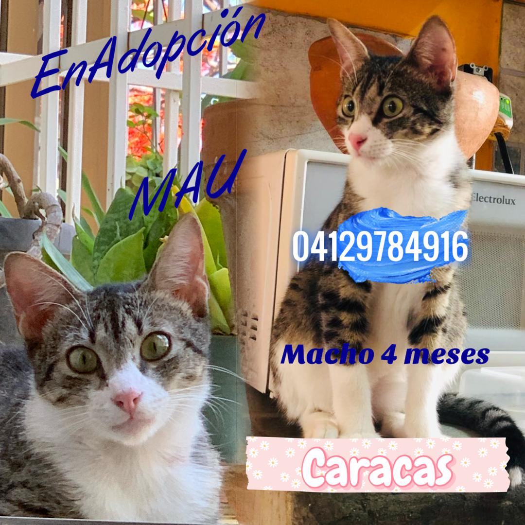 Difundo. Compartir NO cuesta NADA. Necesita URGENTE una casa. Mis gatas no lo quieren y le buscan mucha pelea. Siempre anda asustado. Merece un hogar.