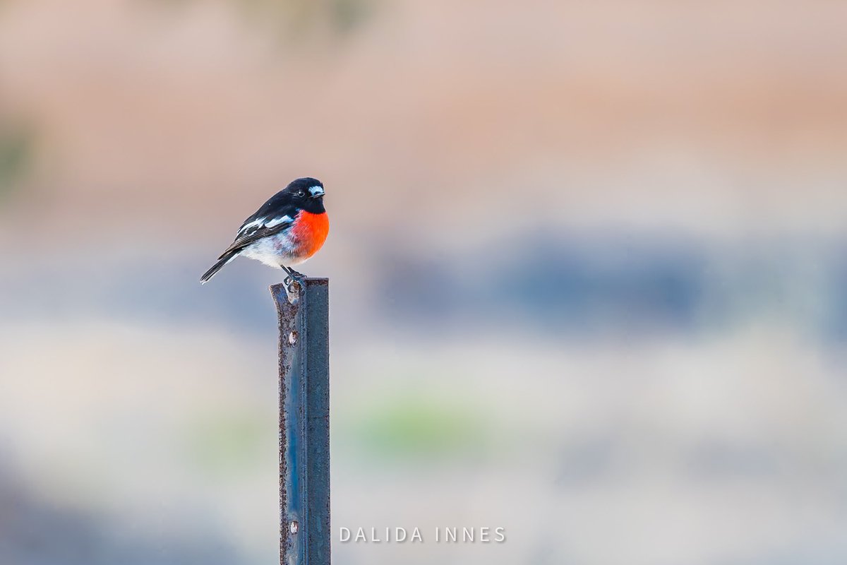 And the Scarlet Robin, watching the new married couple while waiting for his lady. Margaret River, Australia @ThePhotoHour #BBCWildlifePOTD #TwitterNatureCommunity #WildlifePhotography #NaturePhotography #PhotoOfTheDay #birdsphotography #popphotooftheday