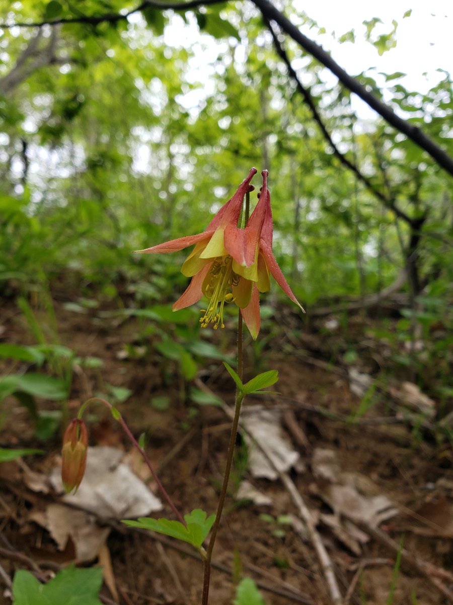 anonymouscaper's tweet image. Another beautiful one like a fairy's skirt 🧚🏼‍♀️🧡💛 if anyone knows it please share  #springhiking #wildflowers 🧚🏼‍♀️🧡💛🧚🏼‍♀️🧡💛