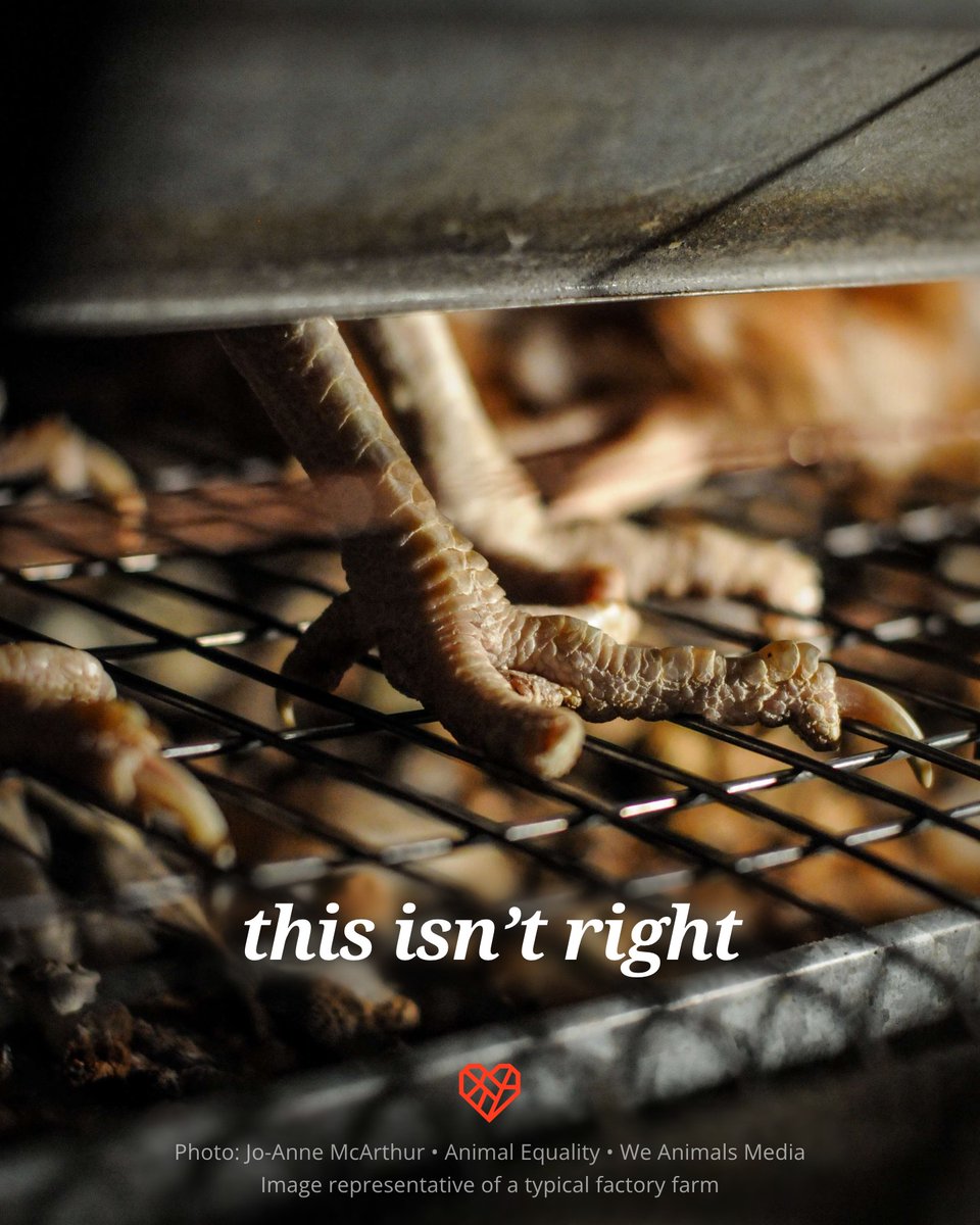 60% of all egg-laying hens in the US are forced to spend their lives standing on the metal wire floor of a battery cage. Can you even imagine how uncomfortable this is? #Eggsposé

📸 Jo-Anne McArthur / @AnimalEquality / @WeAnimals Media