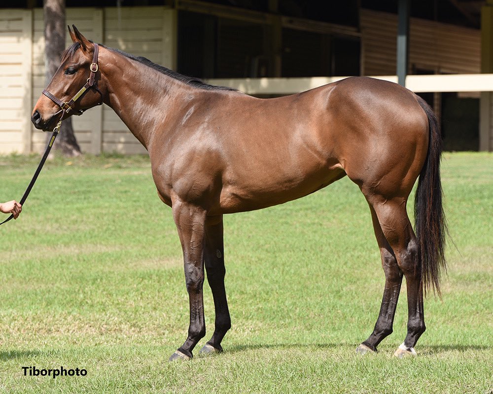 TopLineTBs's tweet photo. Homebred “Sohana” out of Passeporta by Solomini wins in style at Belmont in an allowance race. Congratulations to her owners Greg Hoffman and partners. @cscherer1984 @bradcoxracing @FlavianPrt77 #Solomini @McMahonSaratoga She’s one pretty filly. @OBSSales March Grad https://t.co/JDRF7phzpq