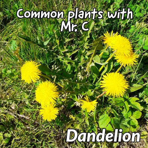 Dandelion: A weed spoiling your lawn or a beautiful flower for pollinators? Let Mr.C help you decide. Click on the link 👇 youtu.be/HJN5qHNHsNA @craigarmiger @LtL_News @_OLW_ @CoedCadw @thekentacorn @WTWales @RobPennWildwood @MillardWill