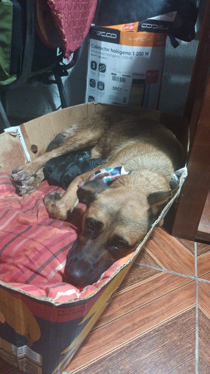 RockdrigoRoman's tweet photo. A pocos dias de haber sido rescatada del frio,el hambre y la lluvia , "Canelita" dio a Luz .
Después de dar en adopcion a sus bebés Será esterilizada para también darla en Adopción
Muchas gracias a las almas bondadosas que la acogieron en su hogar
Aún tenemos fé en la humanidad. https://t.co/2kG3jMLoAG