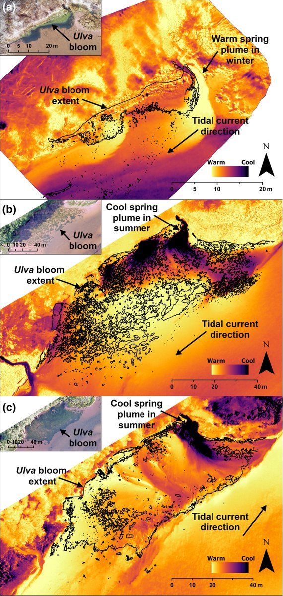 Barret Kurylyk (@dalhydro) on Twitter photo New study led by Allie uses UAV surveys, EM geophysics, and in-situ data to reveal that intertidal springs generate buoyant plumes, are an important conduit for nitrate loading, & create microhabitat onlinelibrary.wiley.com/doi/10.1002/hy… New study led by Allie uses UAV surveys, EM geophysics, and in-situ data to reveal that intertidal springs generate buoyant plumes, are an important conduit for nitrate loading, & create microhabitat onlinelibrary.wiley.com/doi/10.1002/hy…
