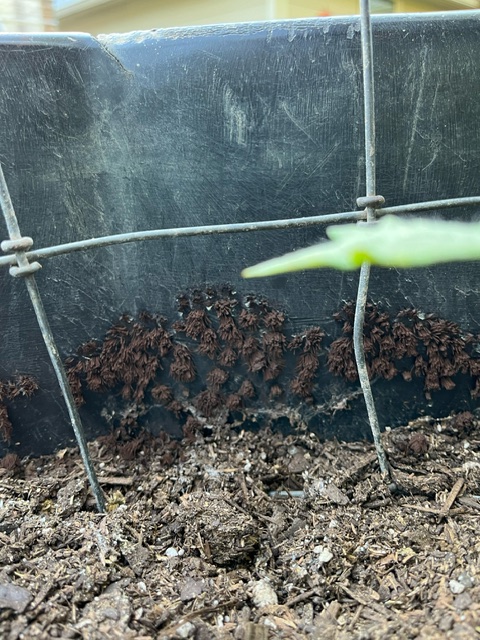 Happy Friday (05/10/24)! Lot of slime mold reports over the past few weeks.  Some examples here include the 2 initial photos from my yard. More description can be found on our Insta page: tx.ag/IgTPDDL -KO <a href="/TXplantDr/">Kevin Ong</a> 
#slimemold #myxomycete #aestheticproblems #diversity