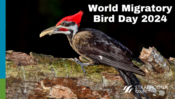 Tomorrow is World Migratory Bird Day! The theme this year is: Protect insects, protect birds. How are you celebrating?🐦 For some fun ideas, visit our webpage to see how you can contribute to our Bird Friendly Community! strathcona.ca/birdfriendlyco… #strathco #shpk #WMBD2024