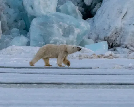 'The money shot of #climatechange is without doubt that of a #3polarbear stranded on a tiny island of ice...' - Safina Center Writer-in-Residence @4FishGreenberg on the complicated relationship between #polarbears, ice, and #climatechange. 4fishgreenberg.medium.com/polar-bears-an…