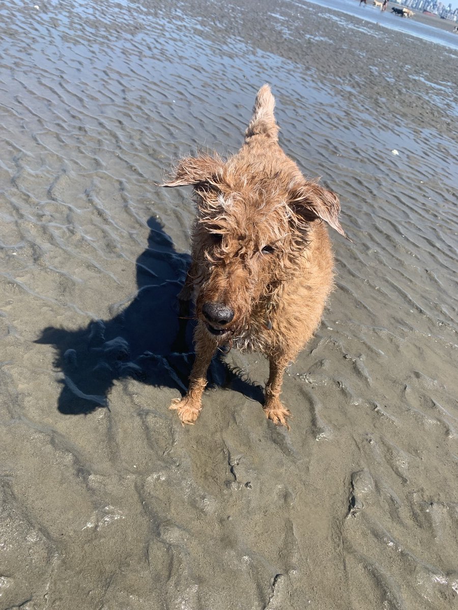 DublinIrishPup's tweet image. Mum is dat a #zomb beside me #raaar #lowtde so fun