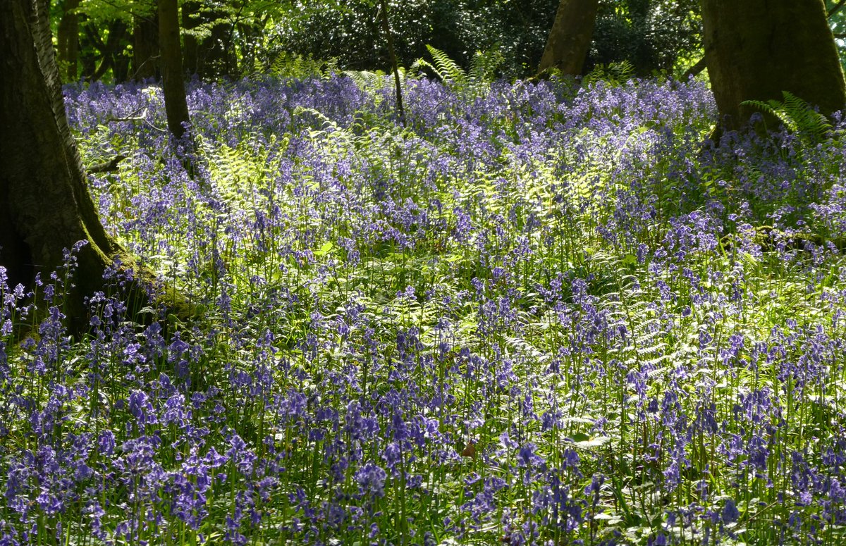 Bluebells & ferns 💜💚💙 The bluebell is a symbol of constancy and may be the origin of the tradition that a bride should wear ‘something blue’ on her wedding day.