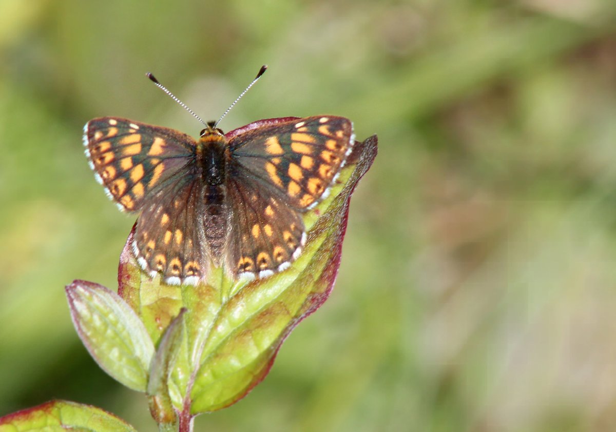 I have had a great afternoon today particularly with Butterflies! Here first are a couple of pics of the Duke of Burgundy (Hamearis lucina). They rarely keep still but I managed this one posing! Enjoy! @Natures_Voice @NatureUK @KentWildlife @Britnatureguide @savebutterflies