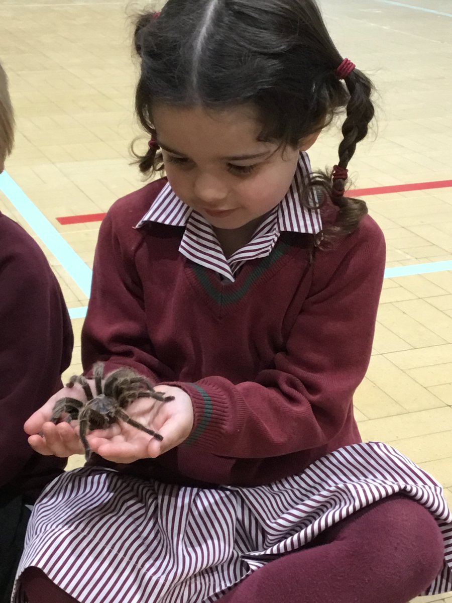 PP1 and PP2 loved their exciting #AnimalEncounters Workshop with Primary Education. They learnt about habitats, food chains and key body features, all while getting hands-on with an anaconda, tarantula, skunk, hedgehog and little owl. 
#WeAreAshfold #PrimaryEducationFun