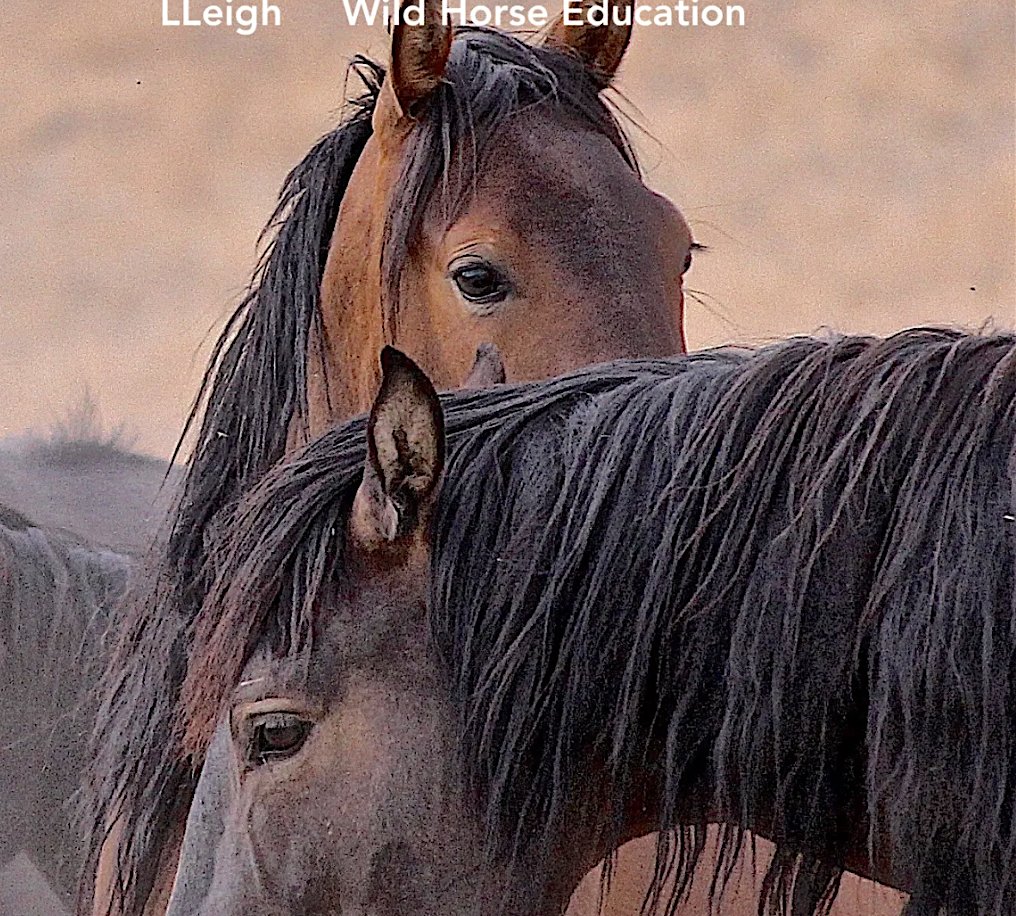 Deadline: June 1 for the over 2 million acre Blue Wing Complex that is home to beautiful #wildhorses & unique burro herd.  tinyurl.com/3sdkahwz
Right now, target goal for burros is around 55 in the entire complex. More than half of the wild horse territory was taken away.