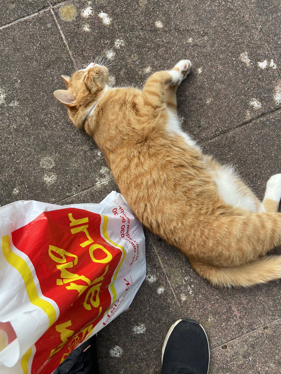 JackieJonesWal1's tweet photo. Sunset in #Aberystwyth and a very friendly (Labour) cat #labourdoorstep 
#catsforlabour https://t.co/ADFAvZYAVM