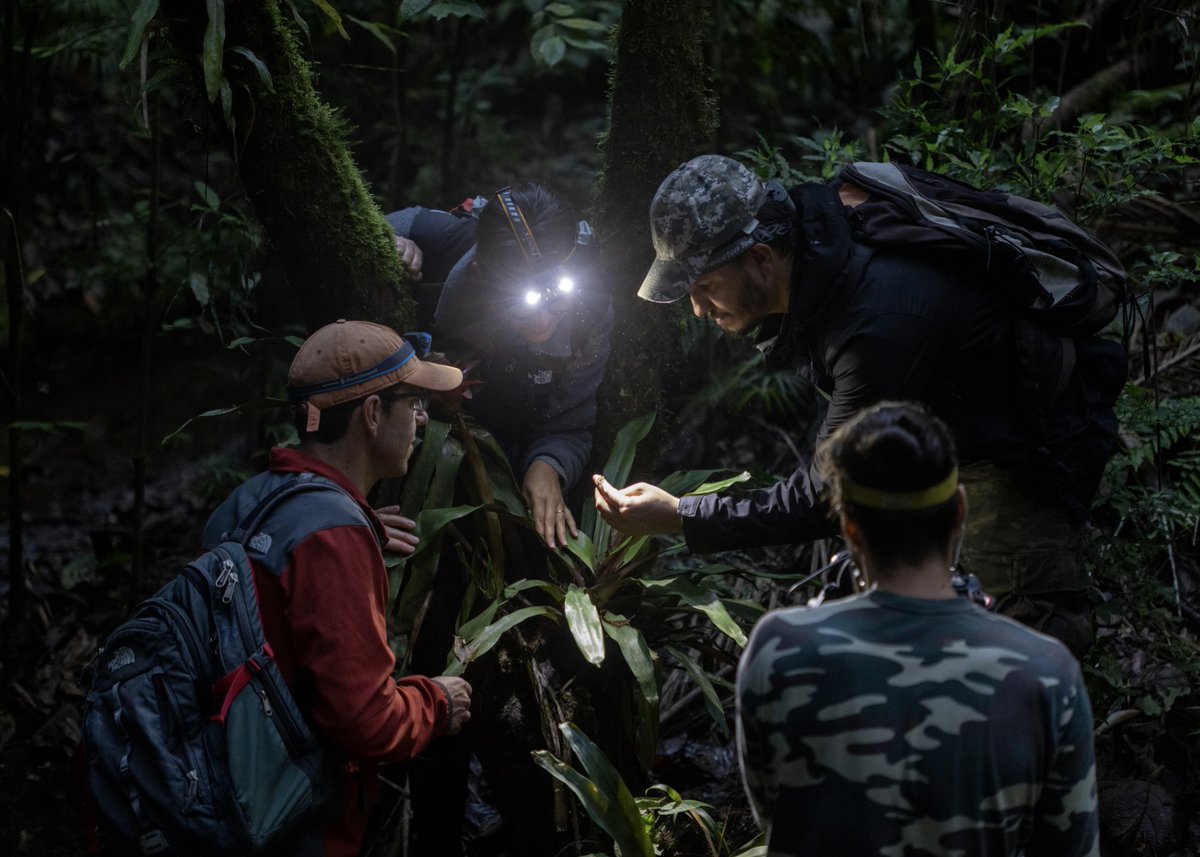 bioGraphic (@biographic) on Twitter photo Chytrid fungus and the disease it causes has contributed to the decline of 500+ amphibian species globally. Now, researchers are studying a diminutive toadlet that appears to be somewhat resistant to it. Watch our latest film for more: bit.ly/3QBP5gi š„ <a href="/katieggarrett/">Katie Garrett</a> Chytrid fungus and the disease it causes has contributed to the decline of 500+ amphibian species globally. Now, researchers are studying a diminutive toadlet that appears to be somewhat resistant to it. Watch our latest film for more: bit.ly/3QBP5gi š„ <a href="/katieggarrett/">Katie Garrett</a>