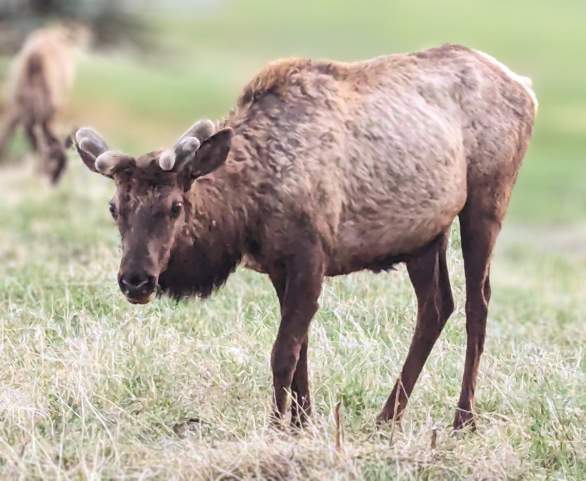 Young Bull Elk ❤️ 
*
*
*
#Wildlife #WildlifePhotography #Elk #Nature #AnimalPhotography #WildAndBeyondPhotography