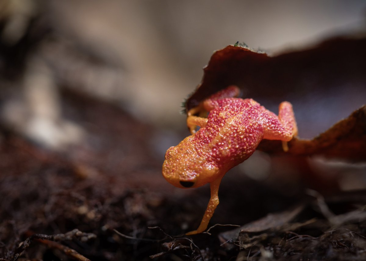bioGraphic's tweet photo. Chytrid fungus and the disease it causes has contributed to the decline of 500+ amphibian species globally. Now, researchers are studying a diminutive toadlet that appears to be somewhat resistant to it. Watch our latest film for more: https://t.co/zygeWvWdYo 🎥 @katieggarrett https://t.co/RY2RQM6aTV