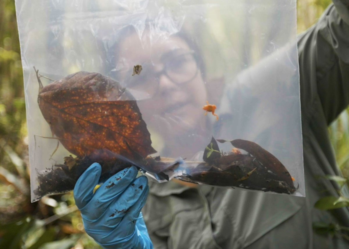 bioGraphic's tweet photo. Chytrid fungus and the disease it causes has contributed to the decline of 500+ amphibian species globally. Now, researchers are studying a diminutive toadlet that appears to be somewhat resistant to it. Watch our latest film for more: https://t.co/zygeWvWdYo 🎥 @katieggarrett https://t.co/RY2RQM6aTV